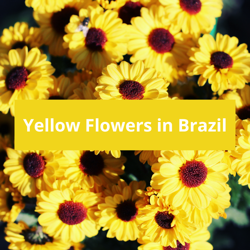 Yellow-Flowers-in-Brazil