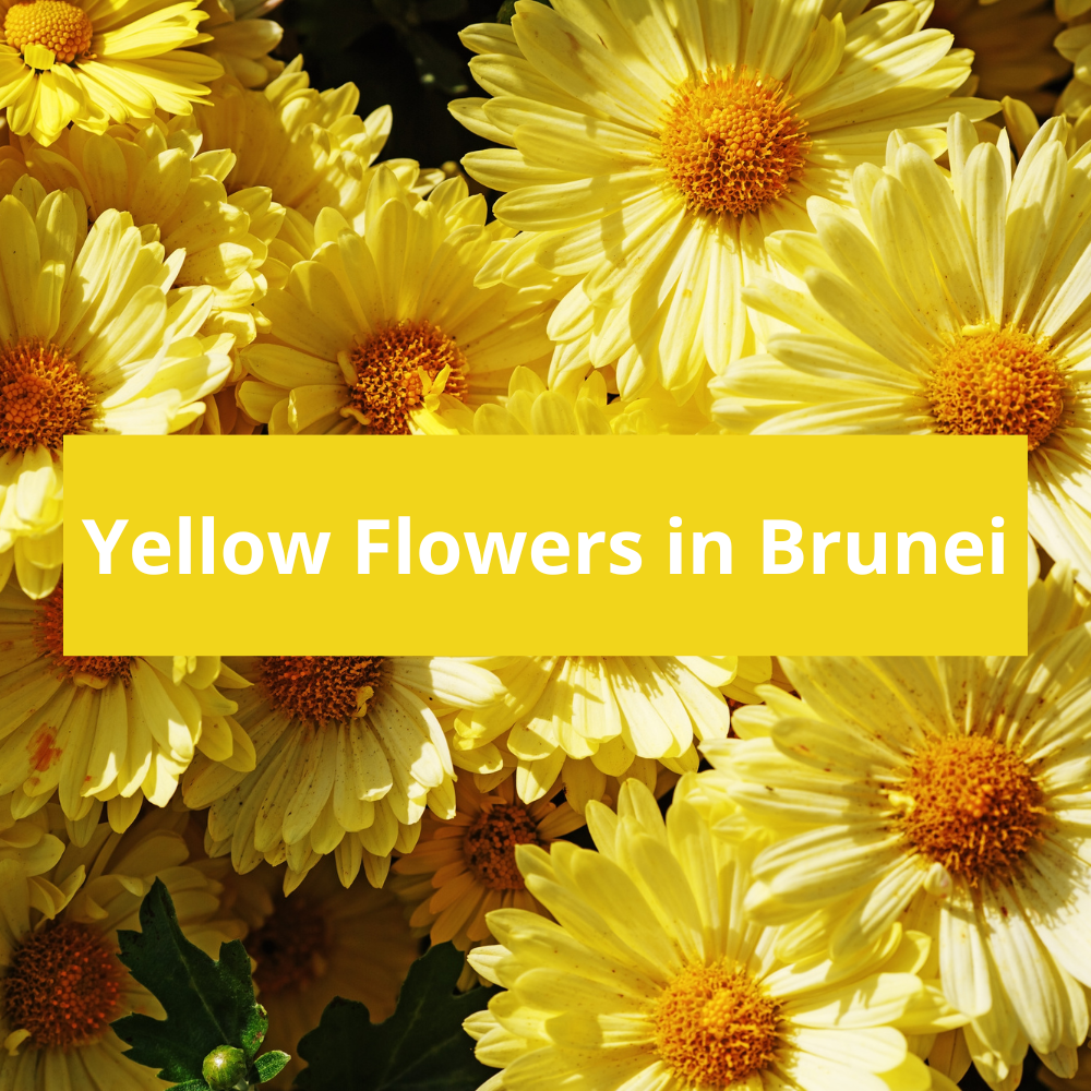 Yellow-Flowers-in-Brunei