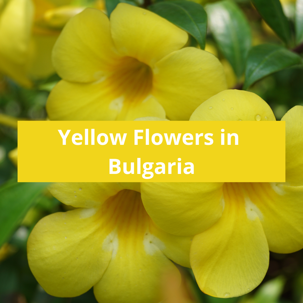 Yellow-Flowers-in-Bulgaria