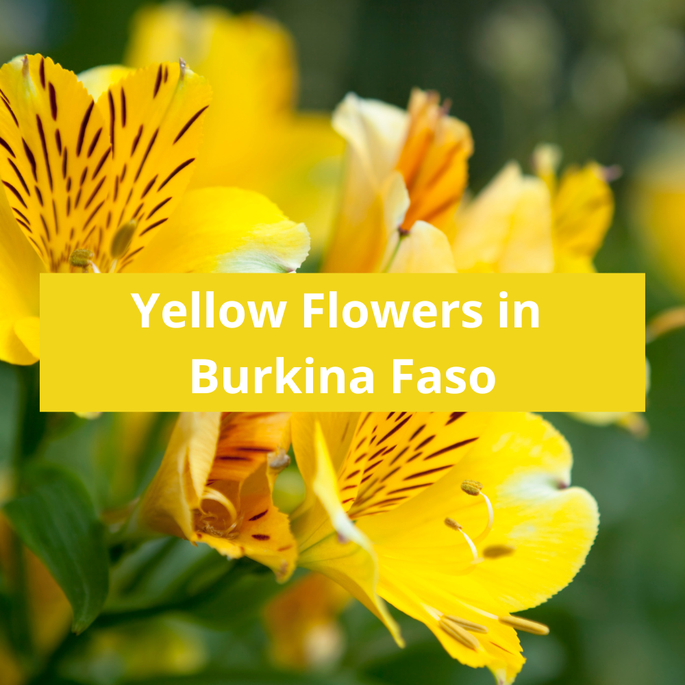 Yellow-Flowers-in-Burkina-Faso