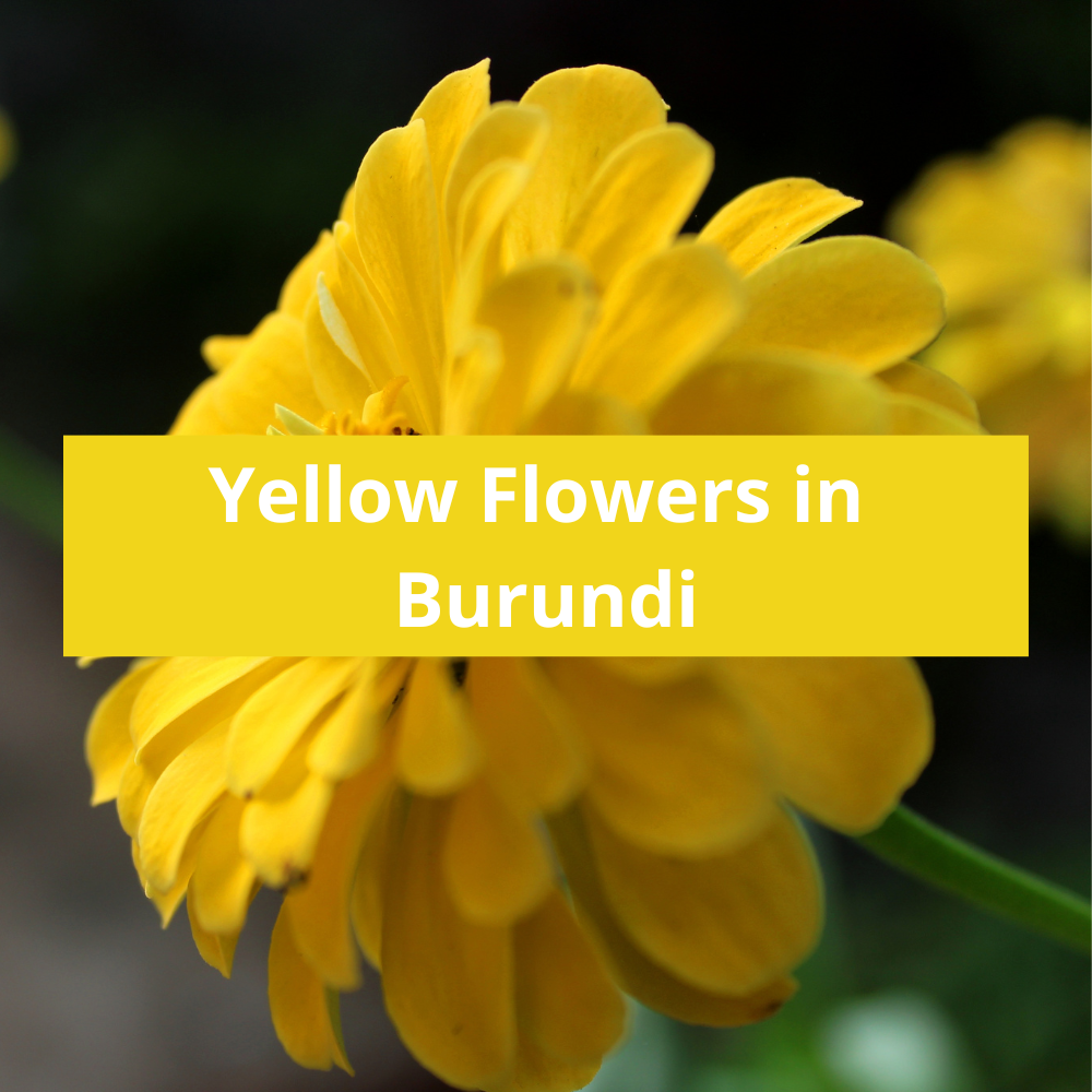 Yellow-Flowers-in-Burundi