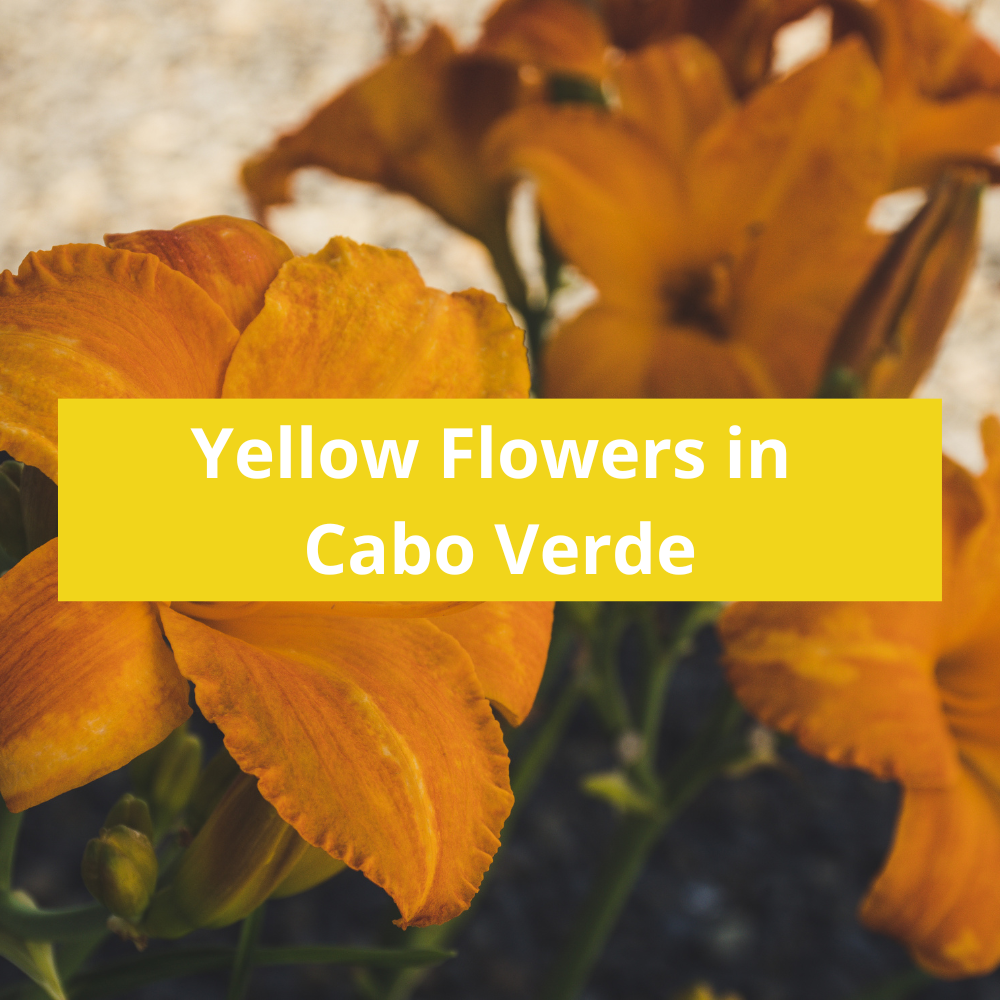 Yellow-Flowers-in-Cabo-Verde