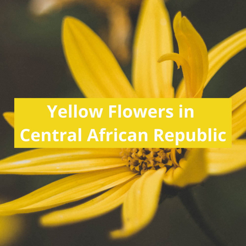 Yellow-Flowers-in-Central-African-Republic