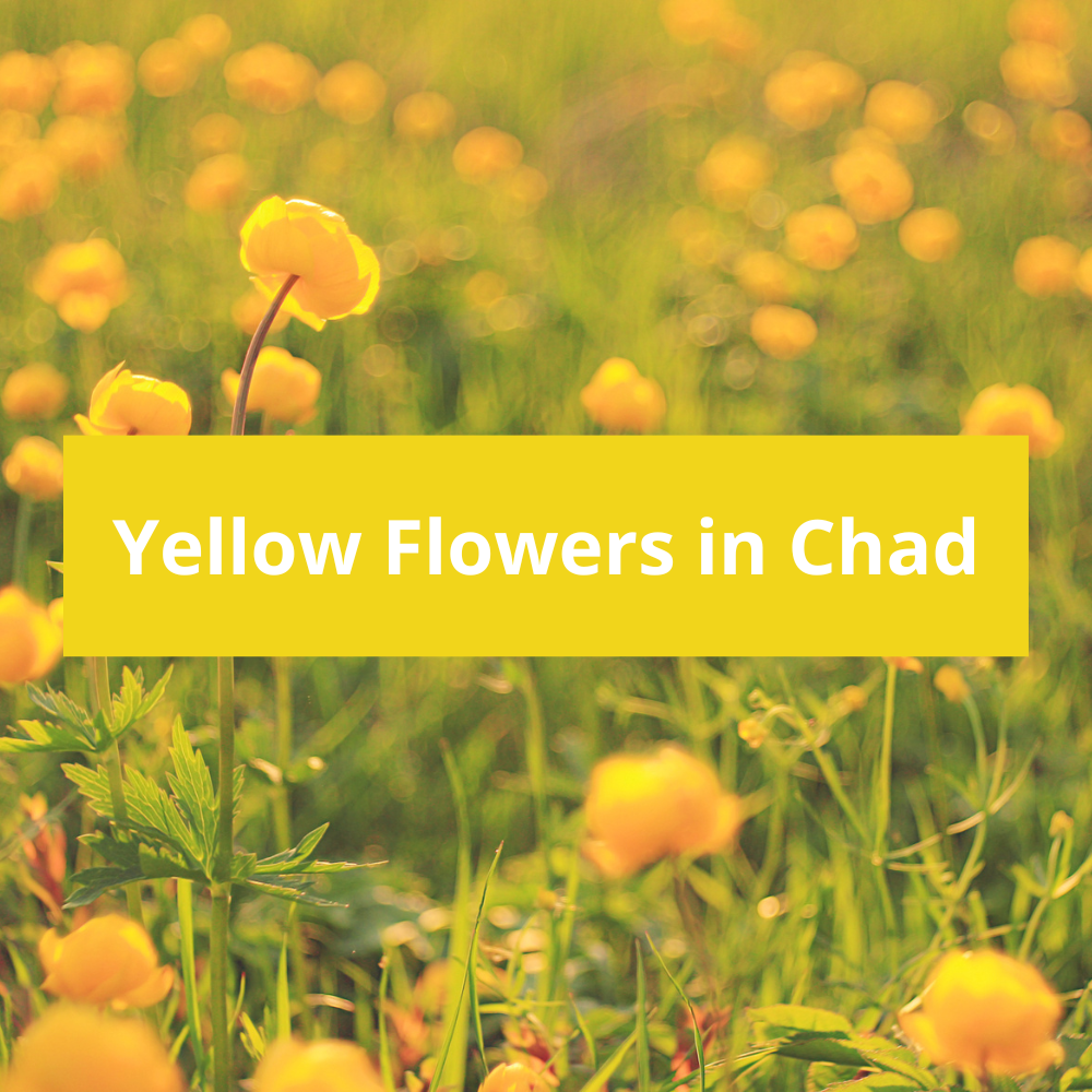 Yellow-Flowers-in-Chad