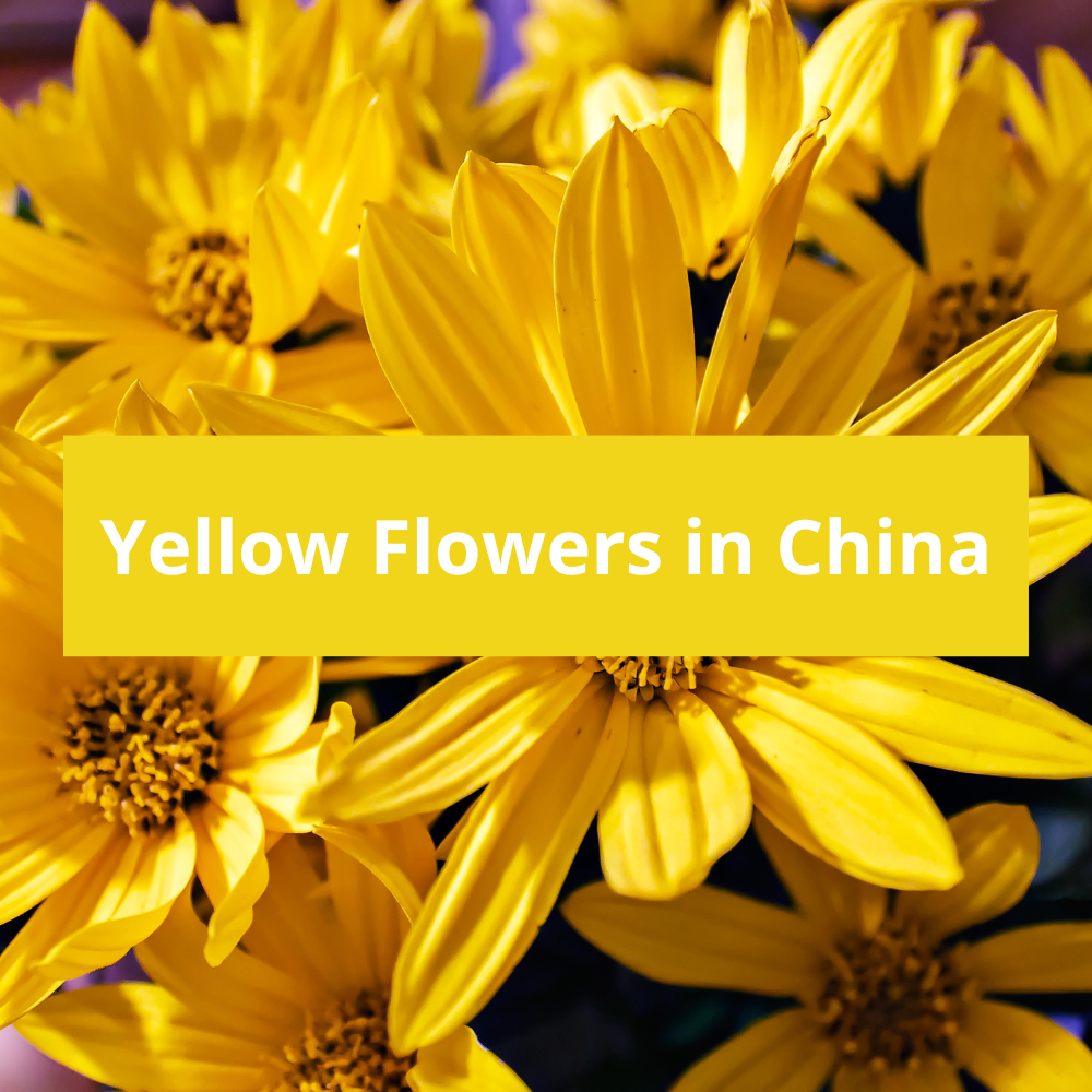 Yellow-Flowers-in-China