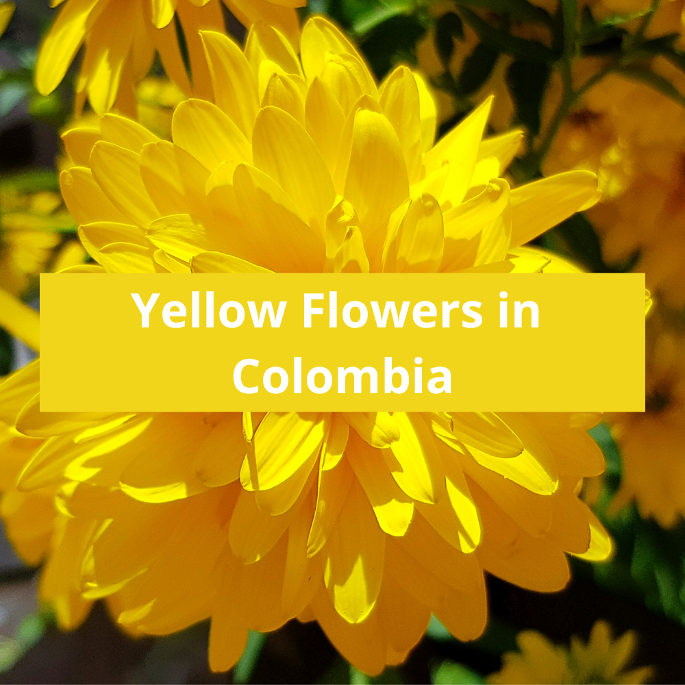 Yellow-Flowers-in-Colombia