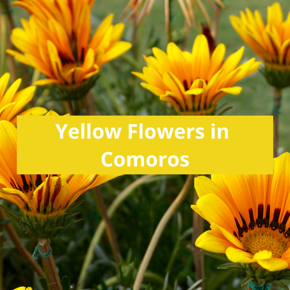 Yellow-Flowers-in-Comoros
