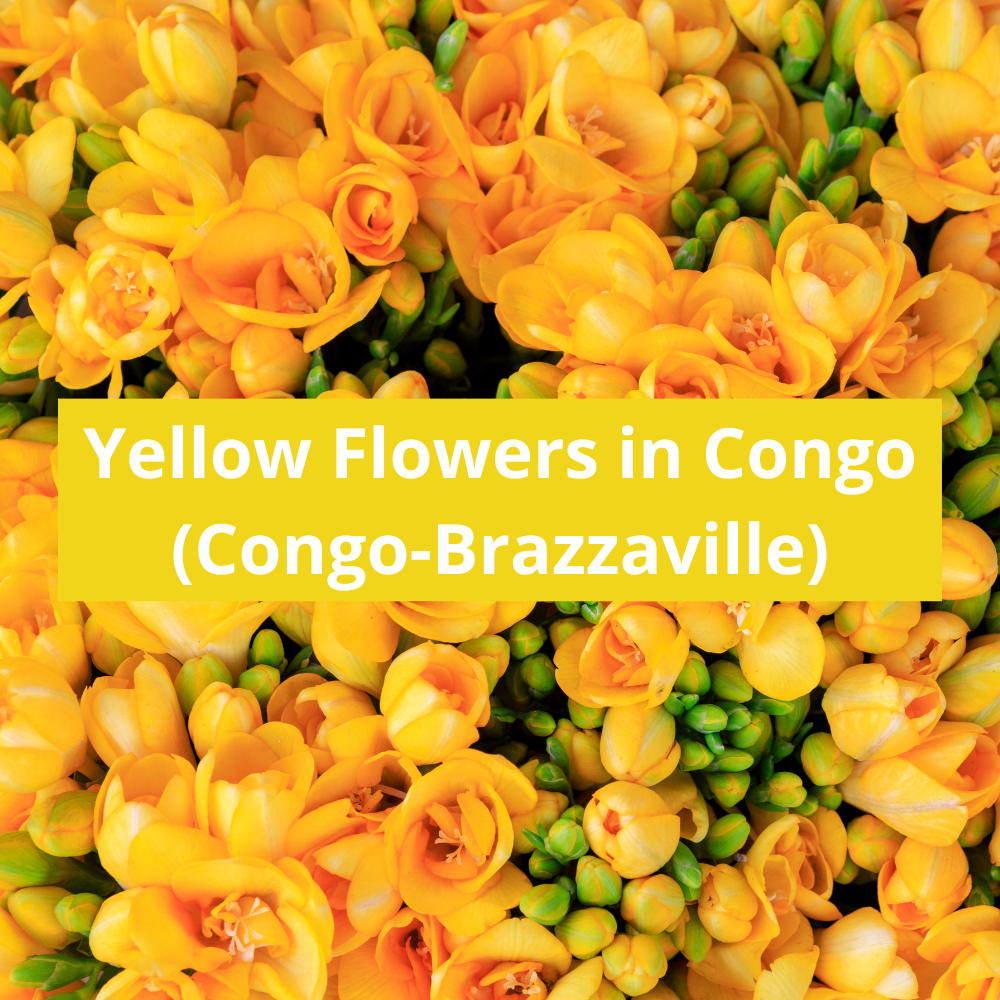 Yellow-Flowers-in-Congo-(Congo-Brazzaville)