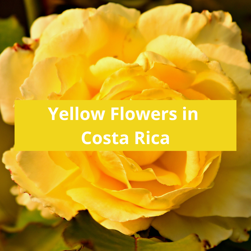 Yellow-Flowers-in-Costa-Rica