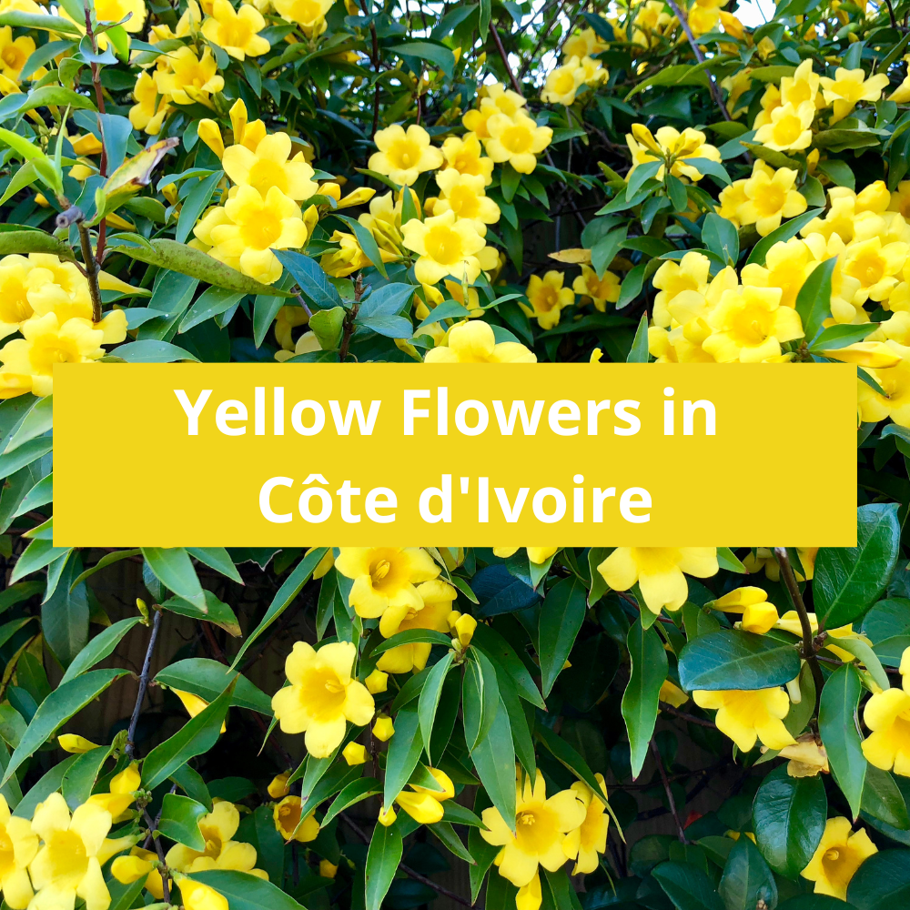 Yellow-Flowers-in-Côte-d'Ivoire