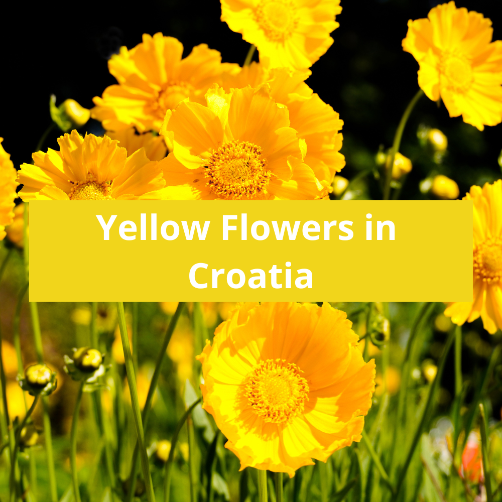 Yellow-Flowers-in-Croatia