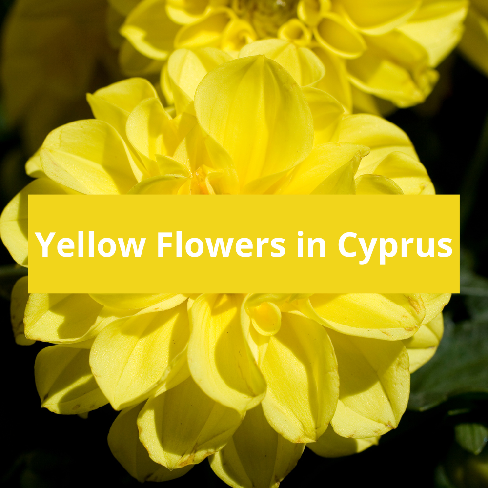 Yellow-Flowers-in-Cyprus