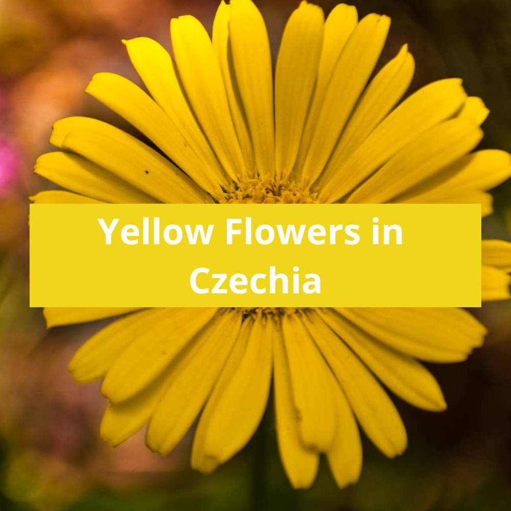 Yellow-Flowers-in-Czechia