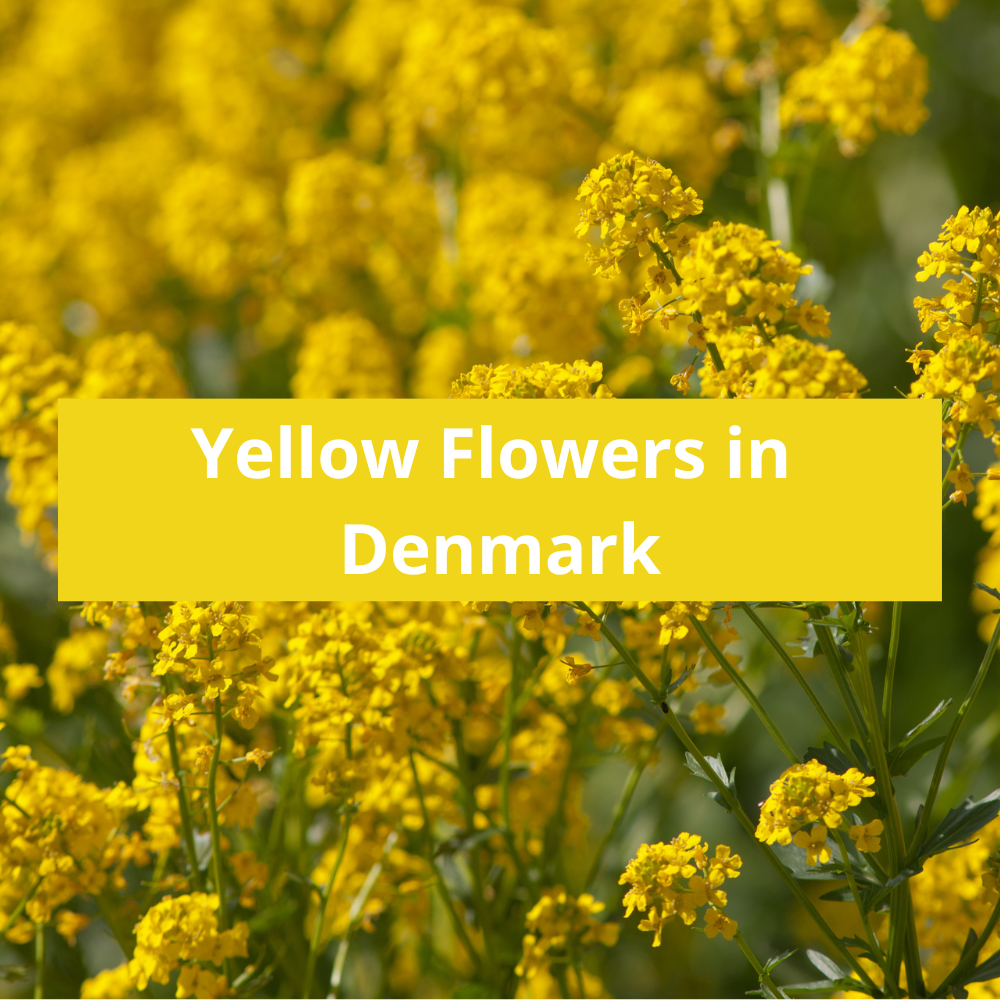 Yellow-Flowers-in-Denmark