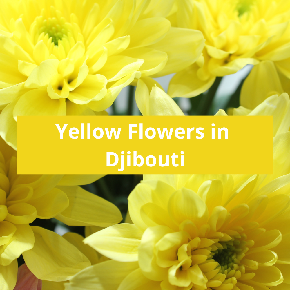 Yellow-Flowers-in-Djibouti