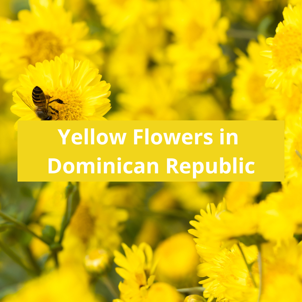 Yellow-Flowers-in-Dominican-Republic