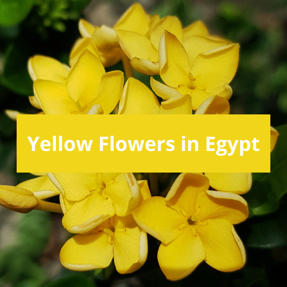 Yellow-Flowers-in-Egypt
