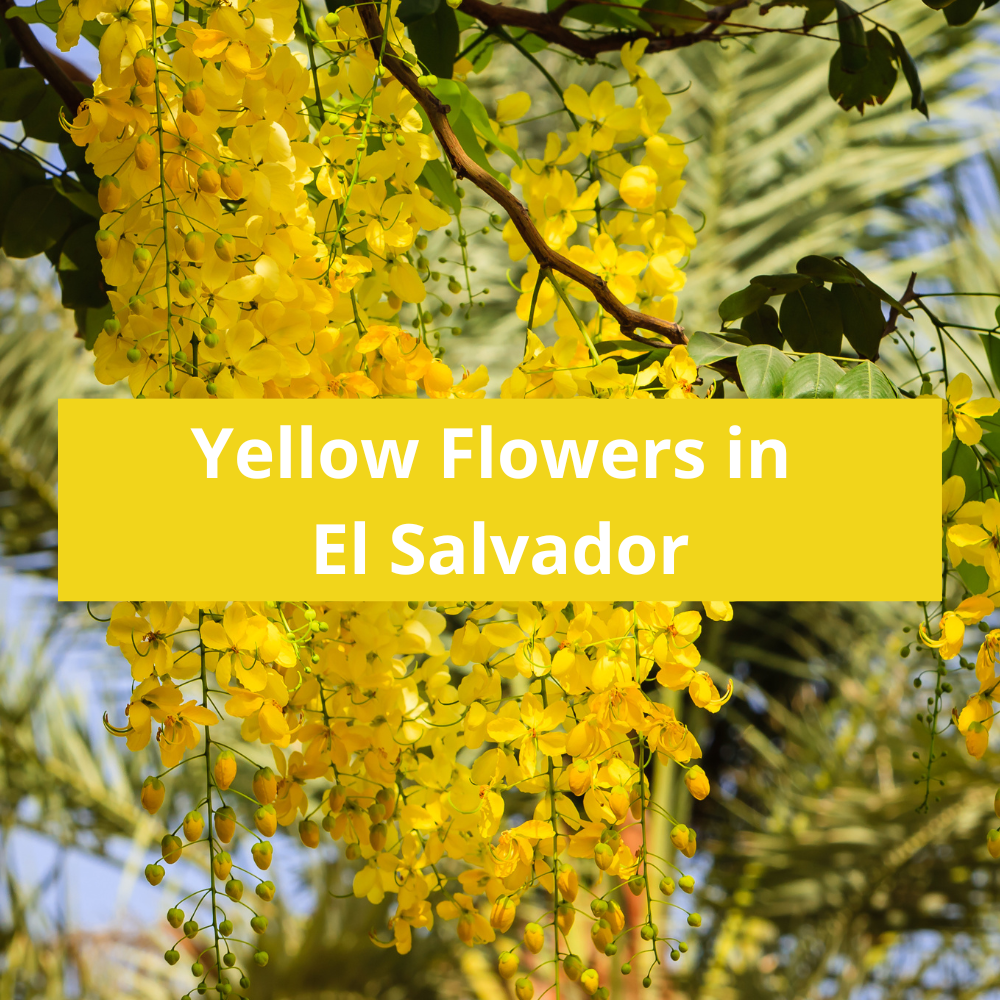 Yellow-Flowers-in-El-Salvador