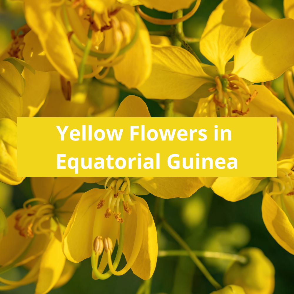 Yellow-Flowers-in-Equatorial-Guinea
