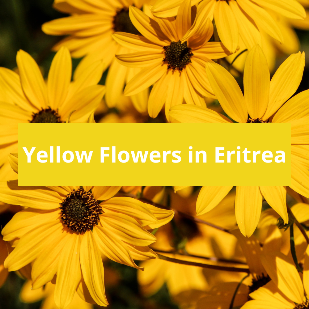 Yellow-Flowers-in-Eritrea