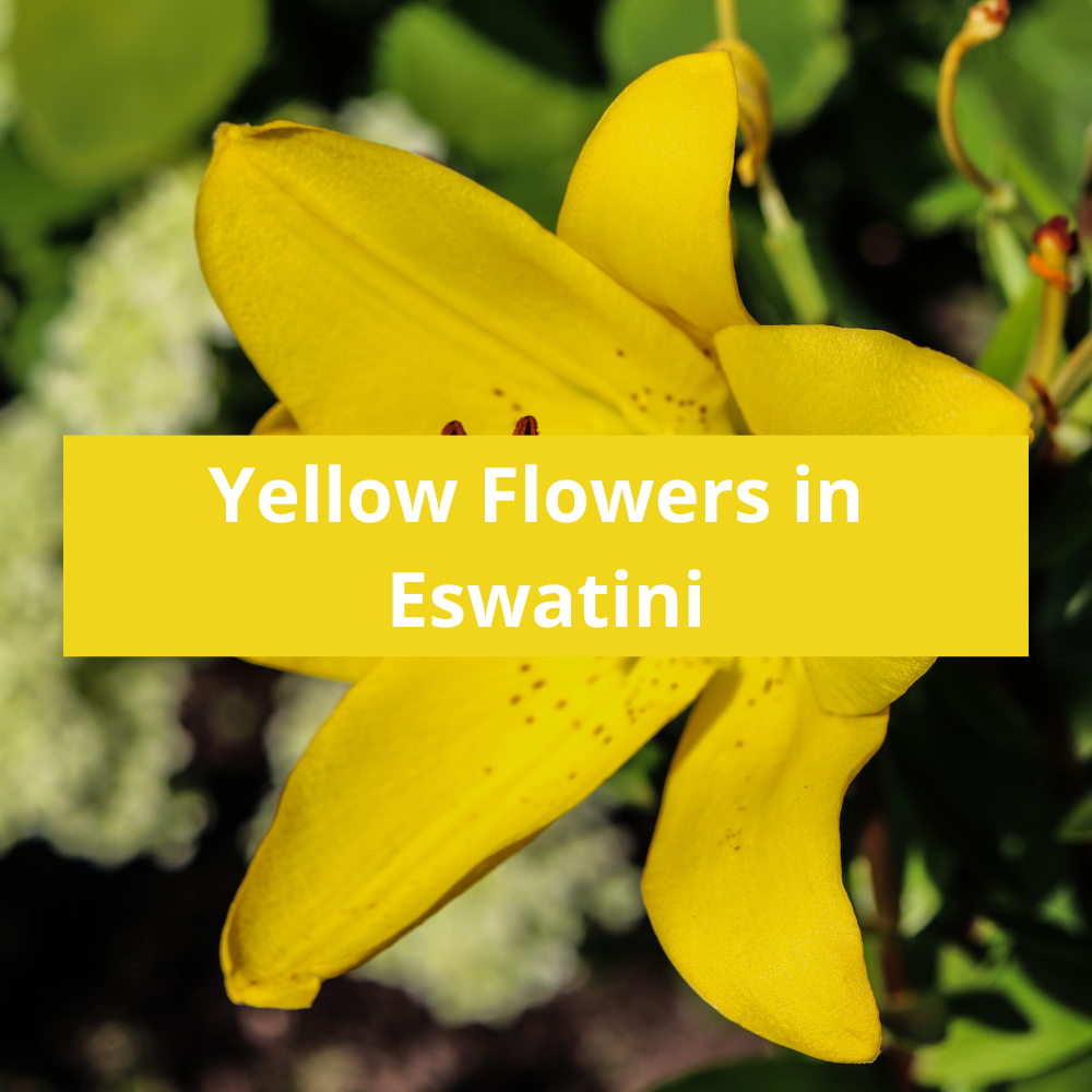 Yellow-Flowers-in-Eswatini
