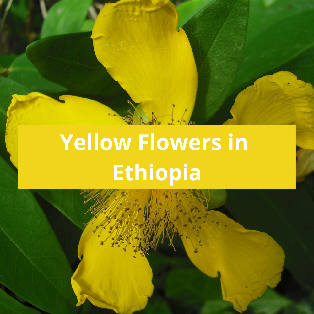 Yellow-Flowers-in-Ethiopia