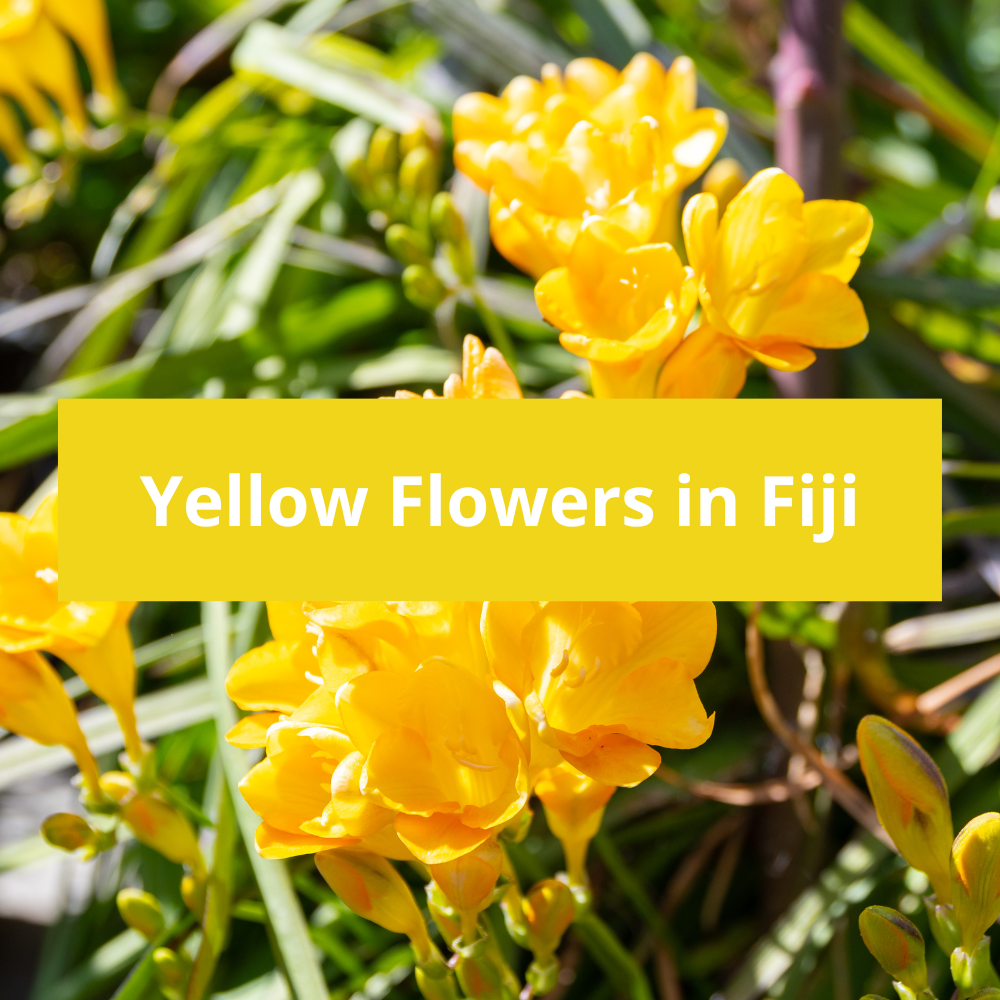 Yellow-Flowers-in-Fiji
