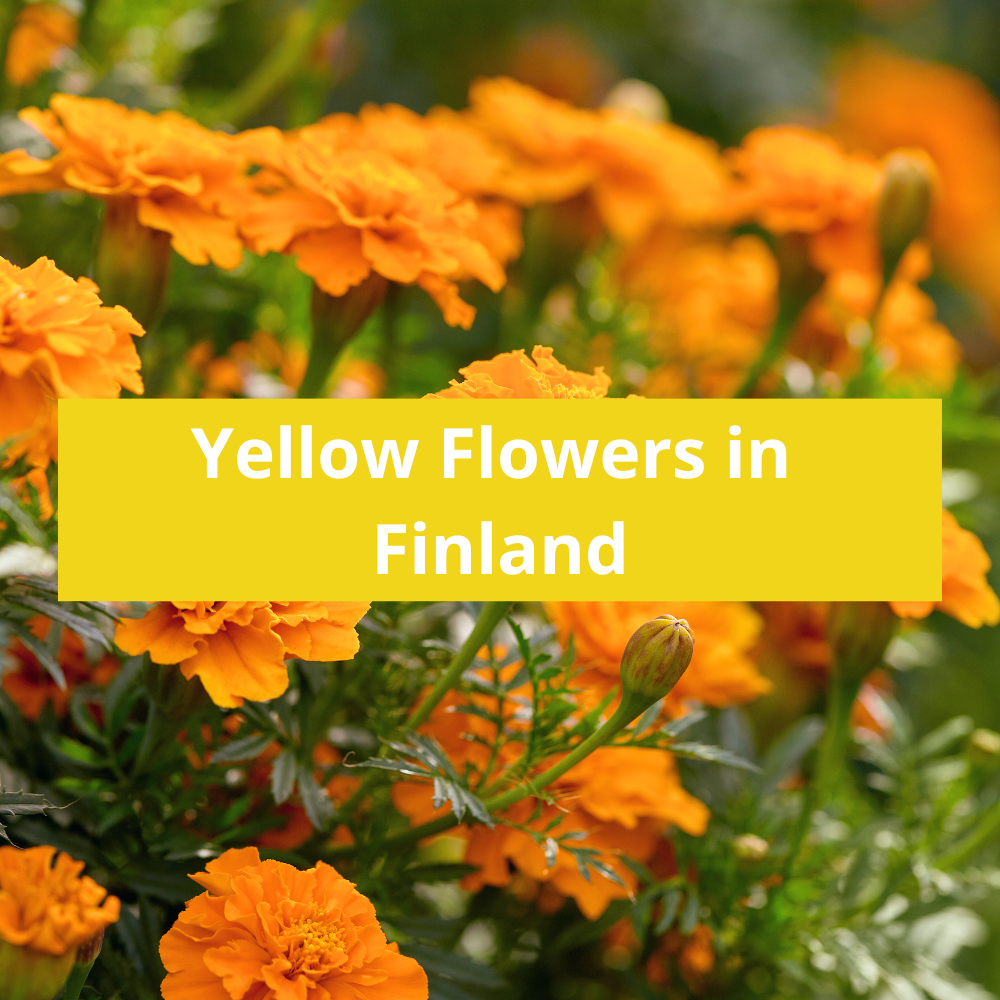 Yellow-Flowers-in-Finland