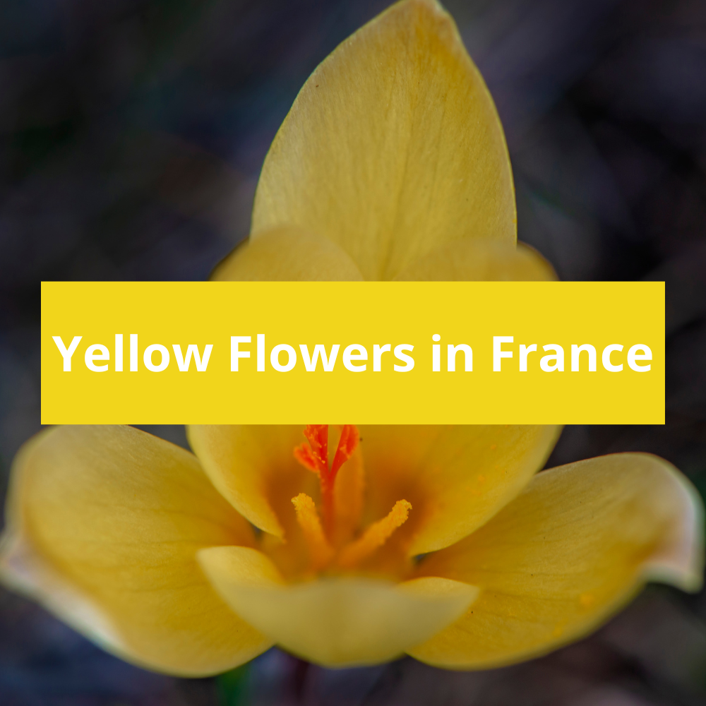 Yellow-Flowers-in-France