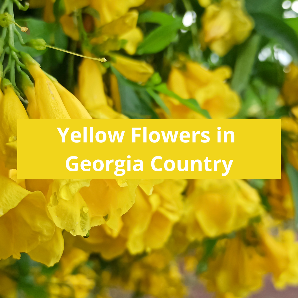 Yellow-Flowers-in-Georgia-Country