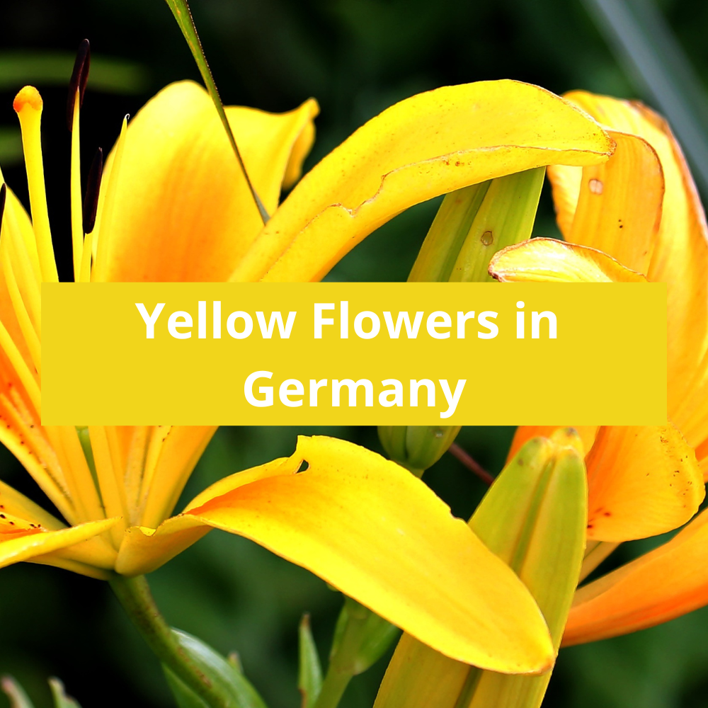 Yellow-Flowers-in-Germany
