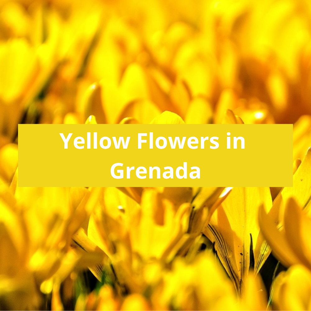 Yellow-Flowers-in-Grenada