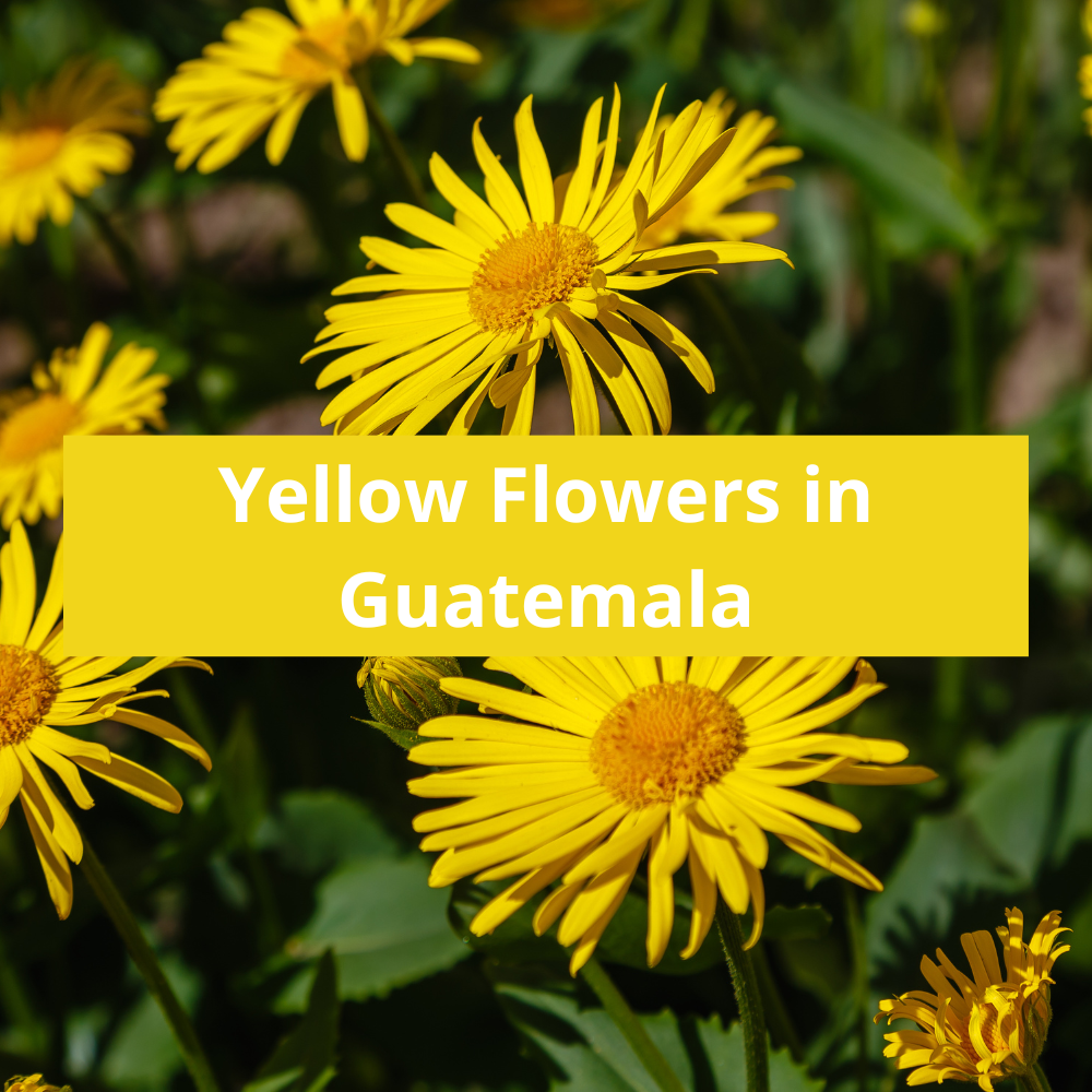 Yellow-Flowers-in-Guatemala