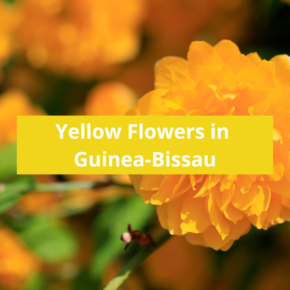 Yellow-Flowers-in-Guinea-Bissau