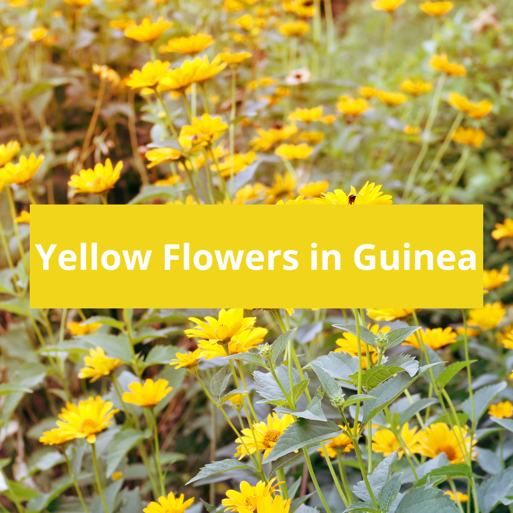 Yellow-Flowers-in-Guinea