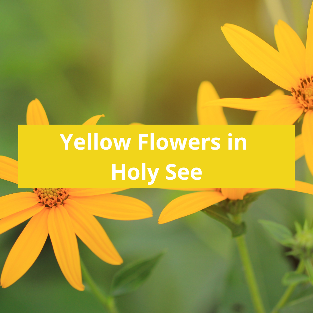 Yellow-Flowers-in-Holy-See