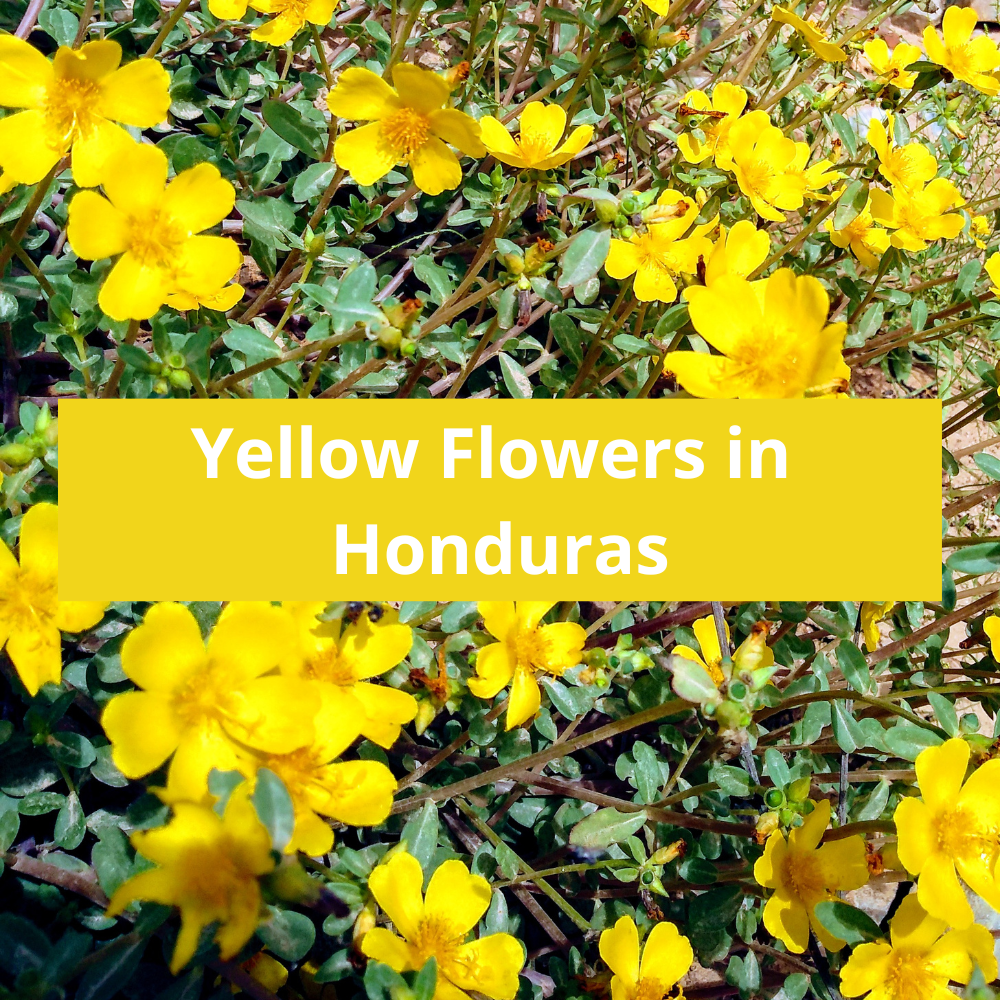 Yellow-Flowers-in-Honduras