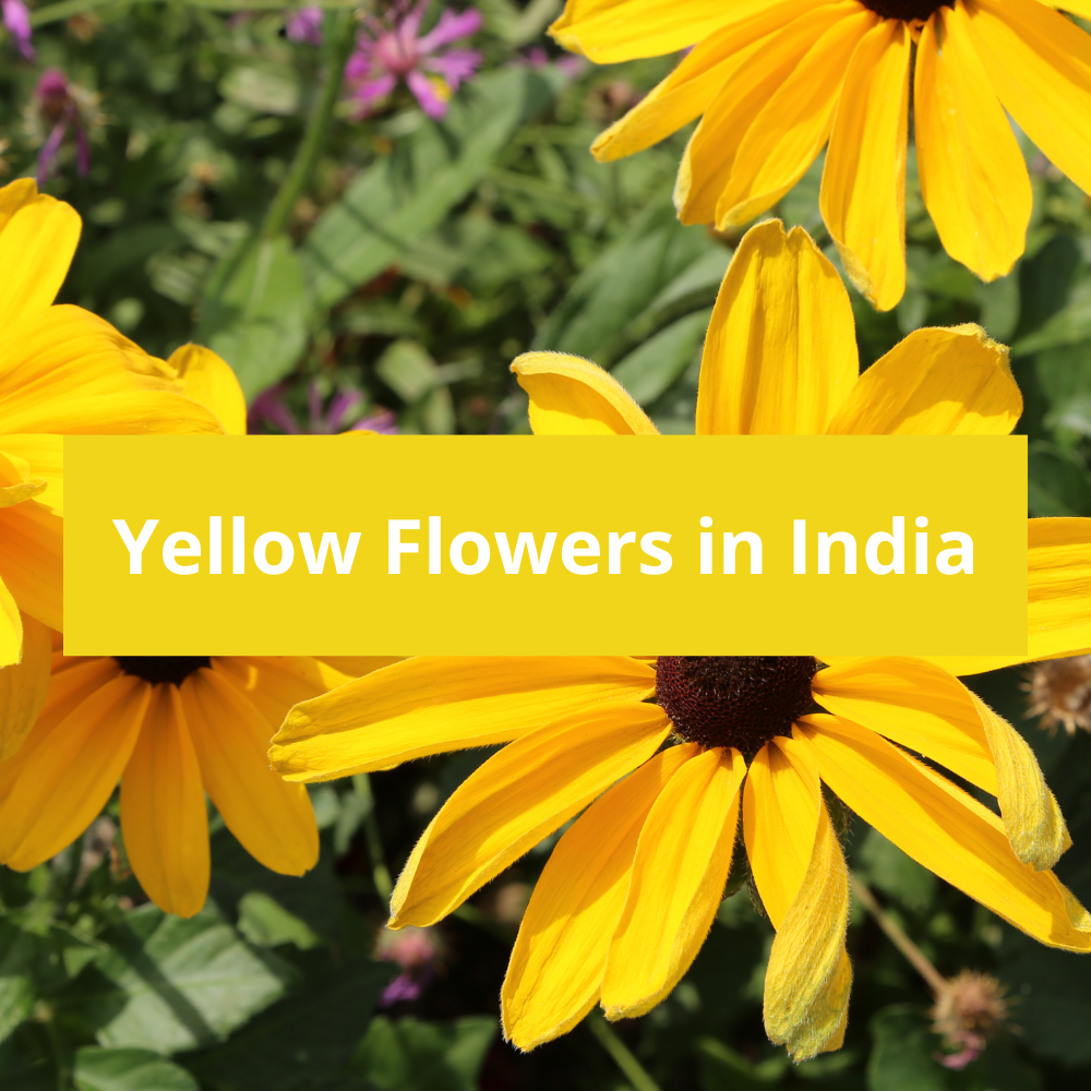 Yellow-Flowers-in-India