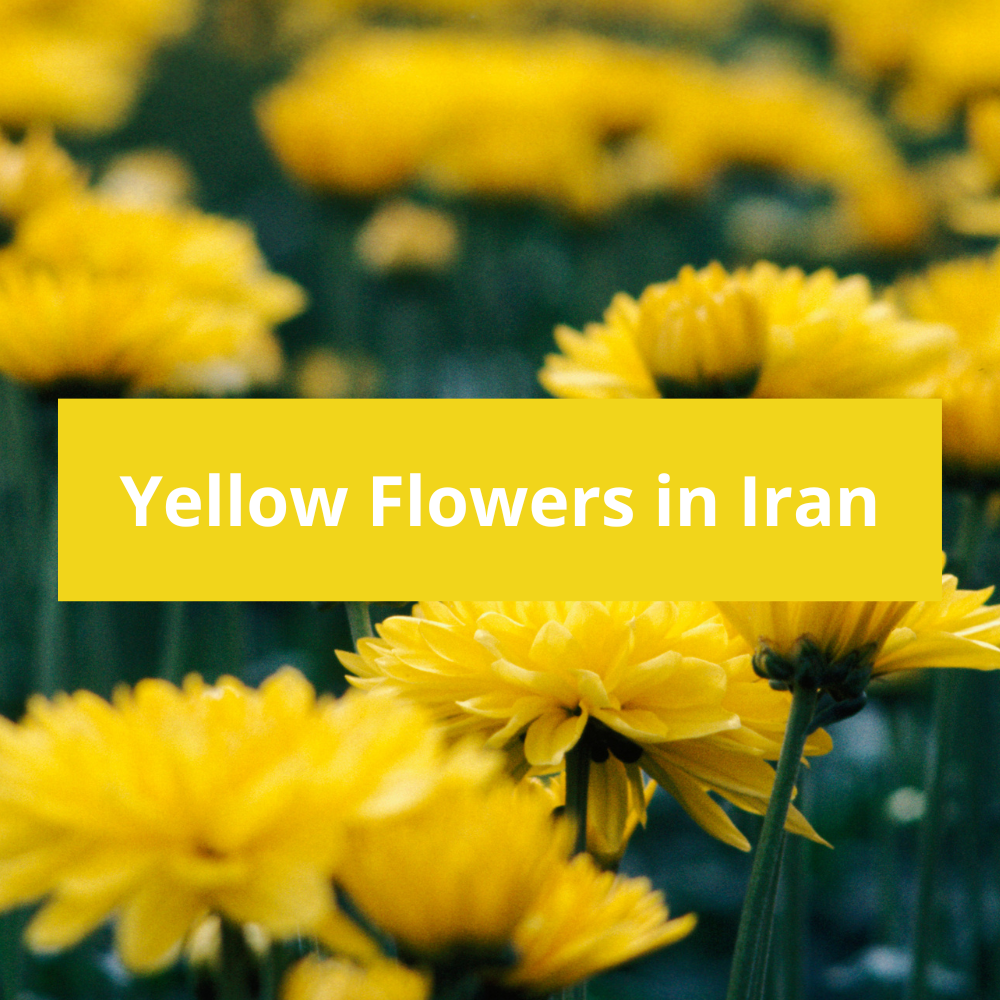 Yellow-Flowers-in-Iran