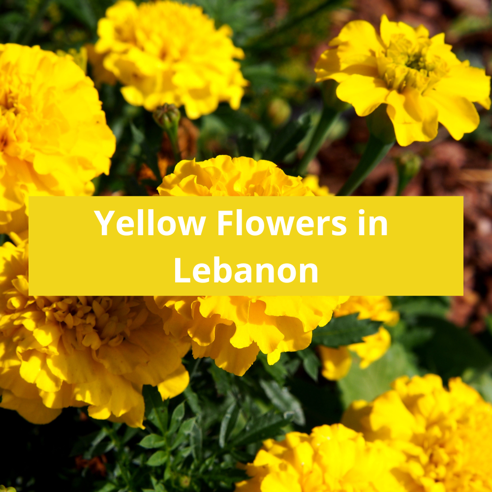 Yellow-Flowers-in-Lebanon