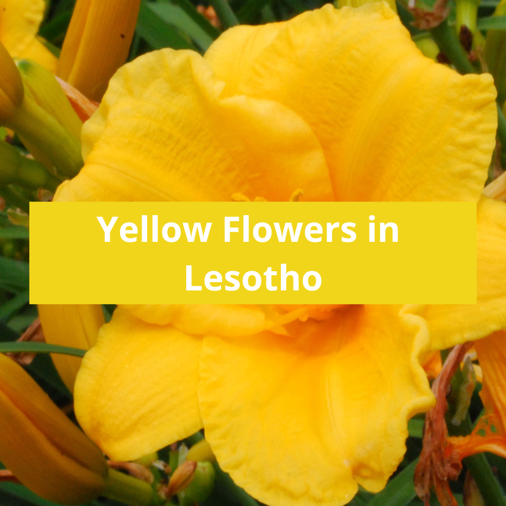 Yellow-Flowers-in-Lesotho