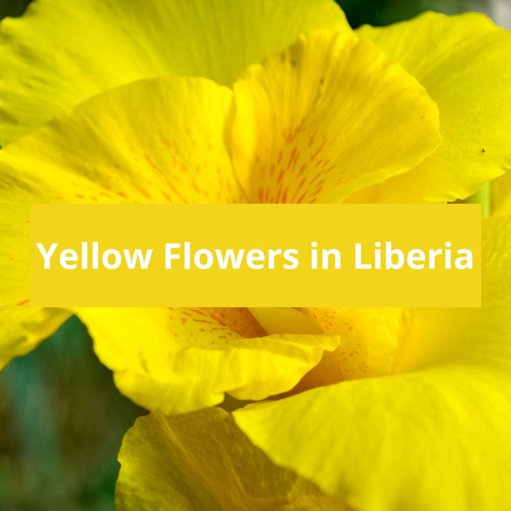 Yellow-Flowers-in-Liberia