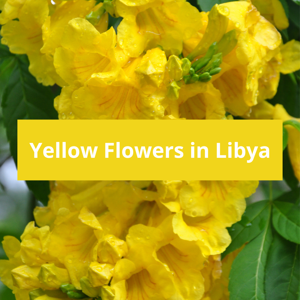 Yellow-Flowers-in-Libya