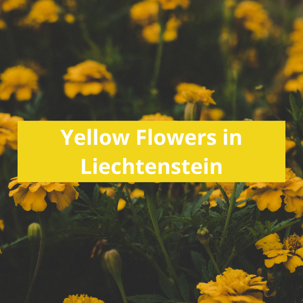 Yellow-Flowers-in-Liechtenstein