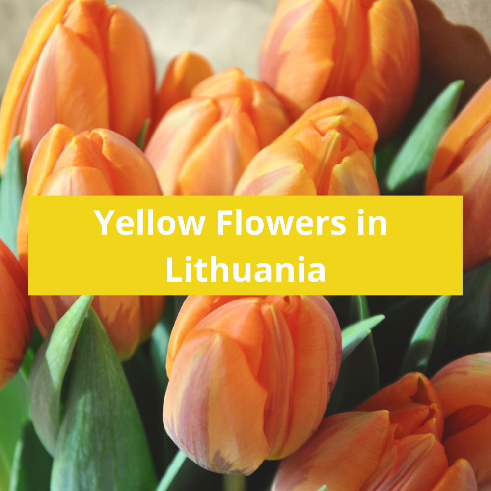 Yellow-Flowers-in-Lithuania