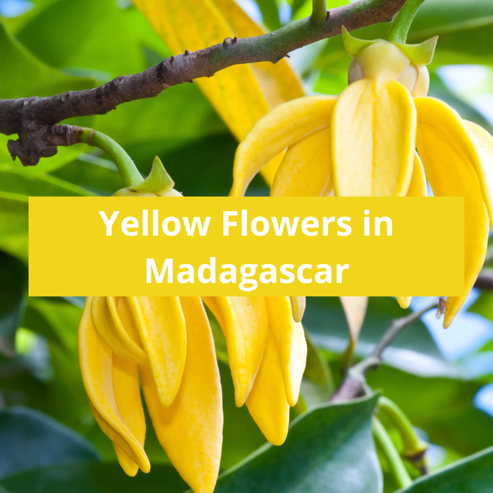 Yellow-Flowers-in-Madagascar