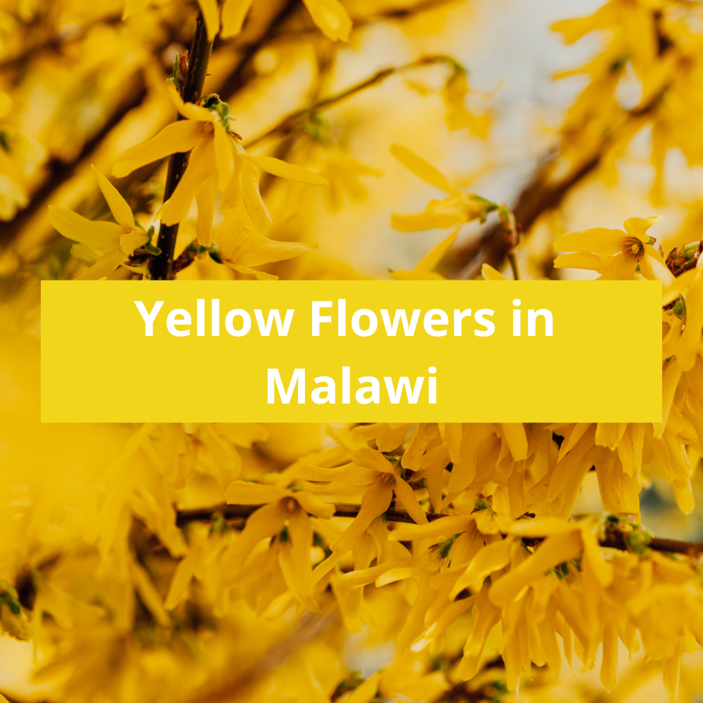 Yellow-Flowers-in-Malawi