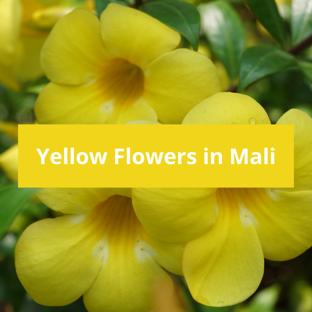 Yellow-Flowers-in-Mali