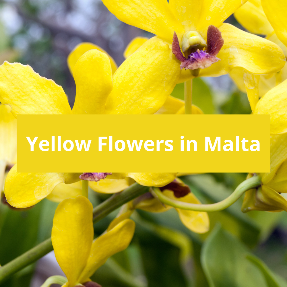 Yellow-Flowers-in-Malta