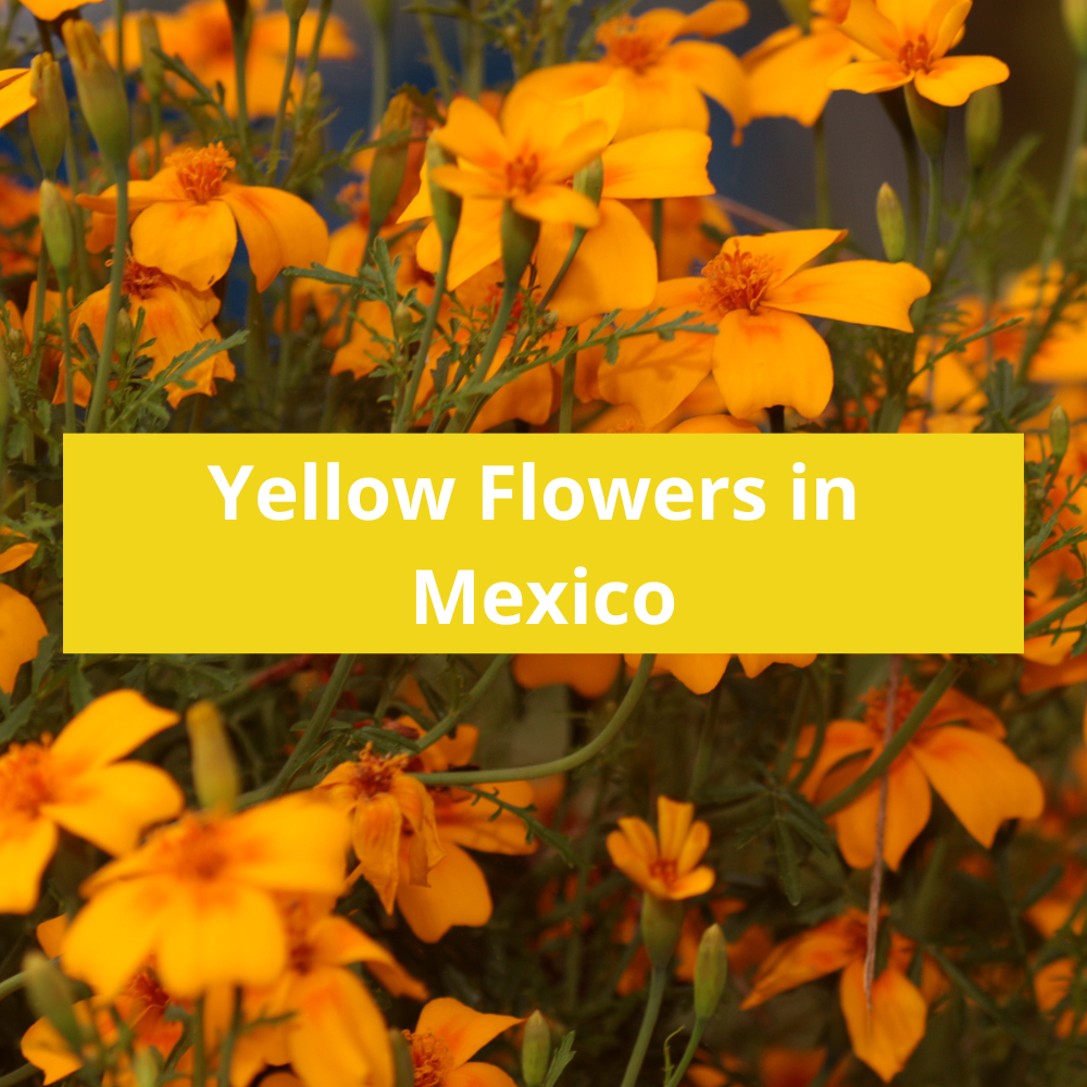 Yellow-Flowers-in-Mexico